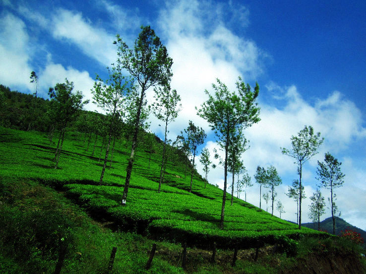 2. Munnar